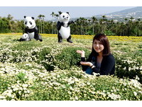看猫熊漫步花田　苗栗铜锣杭菊雪白花海吸睛