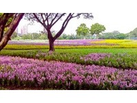 一大片花海地毯　深秋的古亭河滨公园好美　