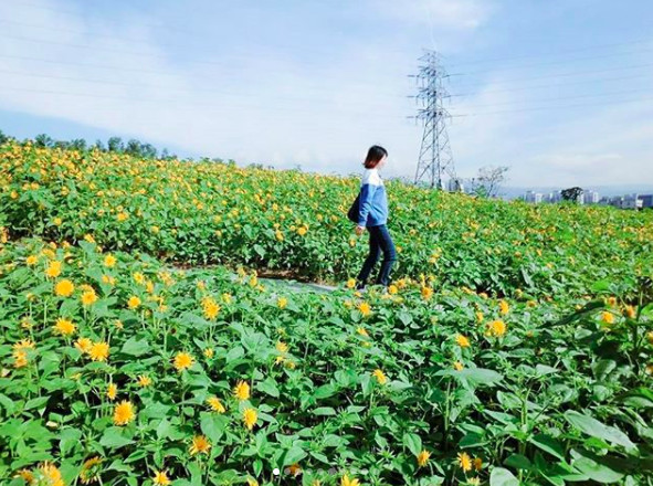 ▲关渡花海。（图／网友pow_lingling提供，请勿随意翻拍，以免侵权。）