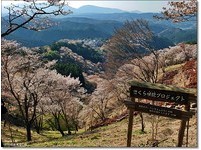 日本奈良吉野山　浪漫脱俗的樱花美景