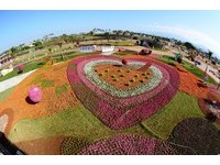“心花怒放”漫游花间　台中新杜花海节11月9日登场