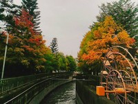 宛如身处荷兰风景画中！云林水圳旁“落羽松转红”
