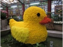 来士林官邸　看“胖”大立菊、赏黄色小鸭