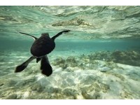 昆士兰海岸生物之旅　见证海龟传宗接代