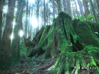 阿里山森林游乐区12月起禁烟　违者最高罚1万元