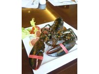 生猛波士顿活龙虾 台北假日饭店美味抢先尝