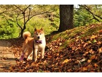 主人和柴犬的秋季旅行　参观江户时代的佐仓城遗迹