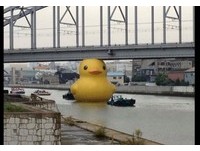 糗！大阪黄小鸭游河钻桥磨破头泄气　小鸭变鸭蛋了