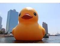 黄色小鸭高雄展出进入倒数　20日举行闭幕仪式欢送小鸭