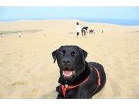 环海日本的大漠风情　主人带爱犬去鸟取砂丘旅行
