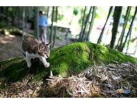 隐身在阿里山的“猫咪军团”　陪民宿老板过退休生活