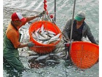 拉竹筏、做虱目鱼一夜干　来七股体验一日渔夫