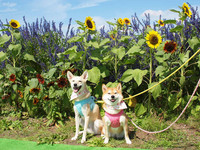 日“梦大波斯菊园”花海　帮爱犬留下美丽的回忆