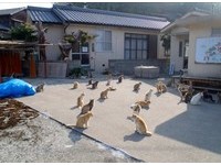 超幸福“猫咪乐园”　日本爱媛县青岛意外爆红