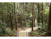 槟榔树林探访阿里山幽径“龙美景观步道”