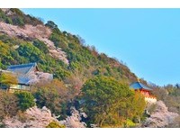 游关西双赏樱名所　入住温泉旅馆坐拥无敌海景