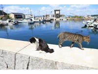 猫奴请留步！冈山寻猫攻略二连发