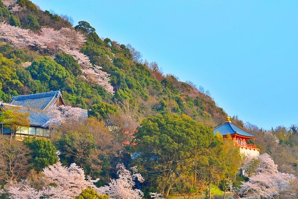 ▲游关西双赏樱名所　入住温泉旅馆坐拥无敌海景。（图／翔笙旅游提供）