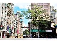 奇观！台北百年老树穿过透天厝屋顶　与人共存一甲子