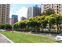 台湾原生栾树开花　城市马路“黄澄澄”一片