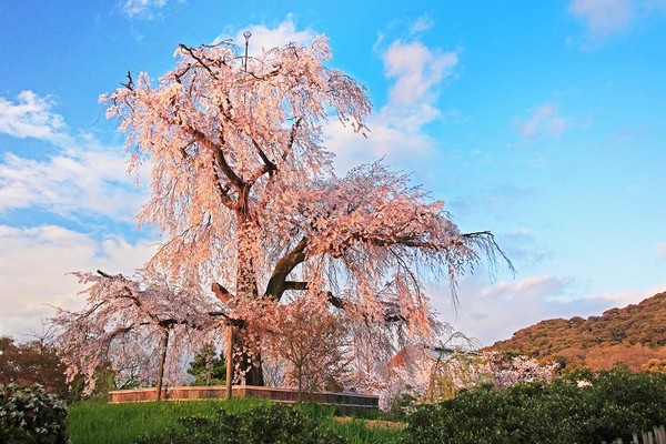 ▲游关西双赏樱名所　入住温泉旅馆坐拥无敌海景。（图／翔笙旅游提供）