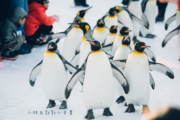 ▲冬天下雪北海道的不开车自由行。（图／小林&郭郭的小夫妻生活提供）