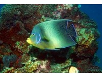 全球首度人工繁殖成功　海生馆7种珊瑚礁鱼艳丽亮相