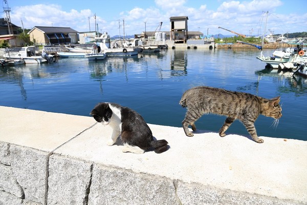 ▲猫奴请留步！冈山寻猫攻略二连发。（图／七逗旅游网、翔笙旅游提供）