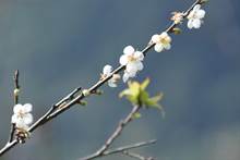预告10多来最棒花况！新中横踏雪寻梅23日登场