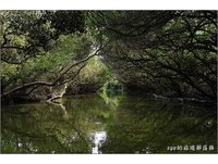 倘佯台南运盐古运河　悠游绿色隧道景致