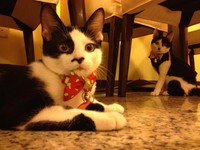 救援流浪猫　咖啡厅变身猫咪中途之家