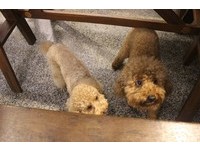 “双晴”颠覆咖啡店传统　欢迎猫朋狗友一起“出轨”