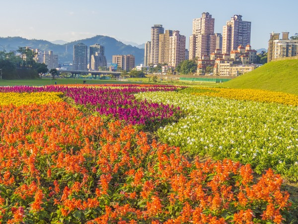 ▲道南河滨花海。（图／台北市政府提供）