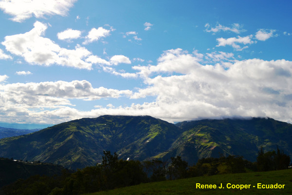 ▲%级蚬隙喽?La Casa del Arbol秋千树屋。（图／REN&Eacute;E J.COOPER提供，请勿任意翻摄以免侵权）http://vamossunshine.com/zh/