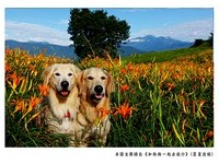 带狗征服六十石山与赤柯山　黄金猎犬呼应金针花海！