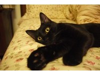 主人经营宠物民宿　家中黑猫也帮忙招呼房客