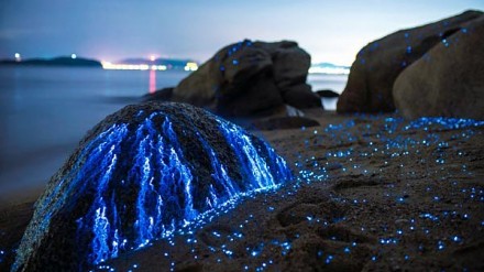 岩石流下蓝色眼泪日本濑户内海“海上萤火虫”