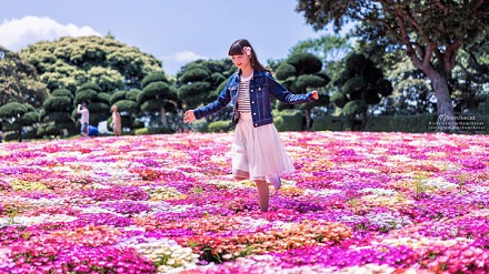 粉红地毯！福冈波斯菊花田10月登场！