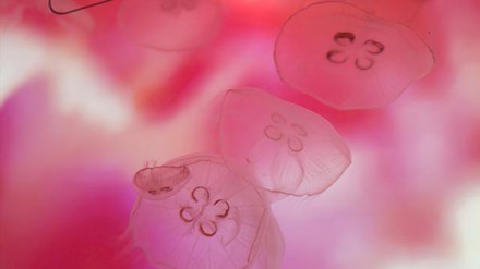 视觉盛宴！蜷川实花&times;水母东京墨田水族馆梦幻登场