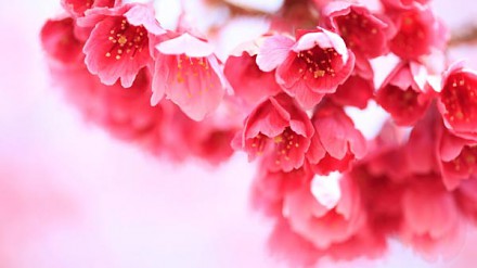 【有樱花睇啦？日本冲绳樱花祭！预计1月底开花！