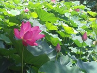 桃园莲花季延期　下周末起继续“莲”番盛事