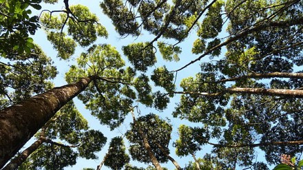 空中奇妙树木版图！自然界互相礼让的神奇景象