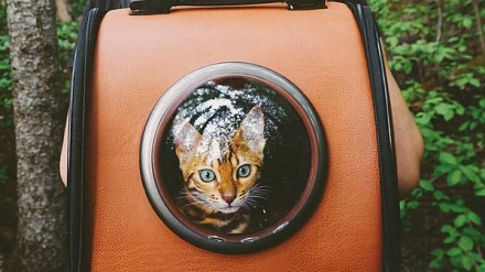 猫奴学堂！跟IG人气Suki猫星人游世界