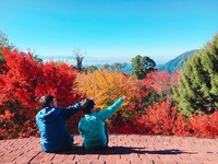 懒人赏枫天堂！台中大雪山“红榨槭”一整片红黄世界