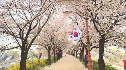 【Fever旅游】首尔5大赏樱景点推介！