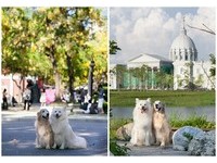 带毛孩子到台南旅行　欣赏“黄金雨”、欧风博物馆