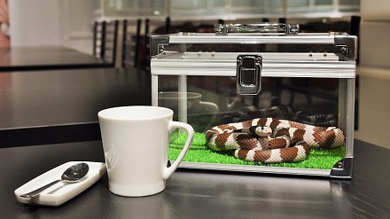 【真蛇陪坐】日本蛇窦cafe明玩“杯弓蛇影”