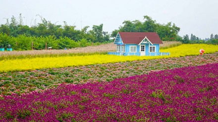 【邮轮假期】畅游南沙赏超美丽花田