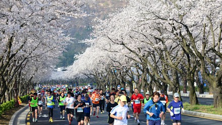 樱花树下开跑！4月庆州樱花马拉松够特别！
