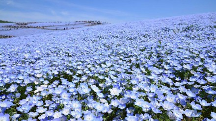 【日本精芽梦幻蓝色花海宛如童话仙景！